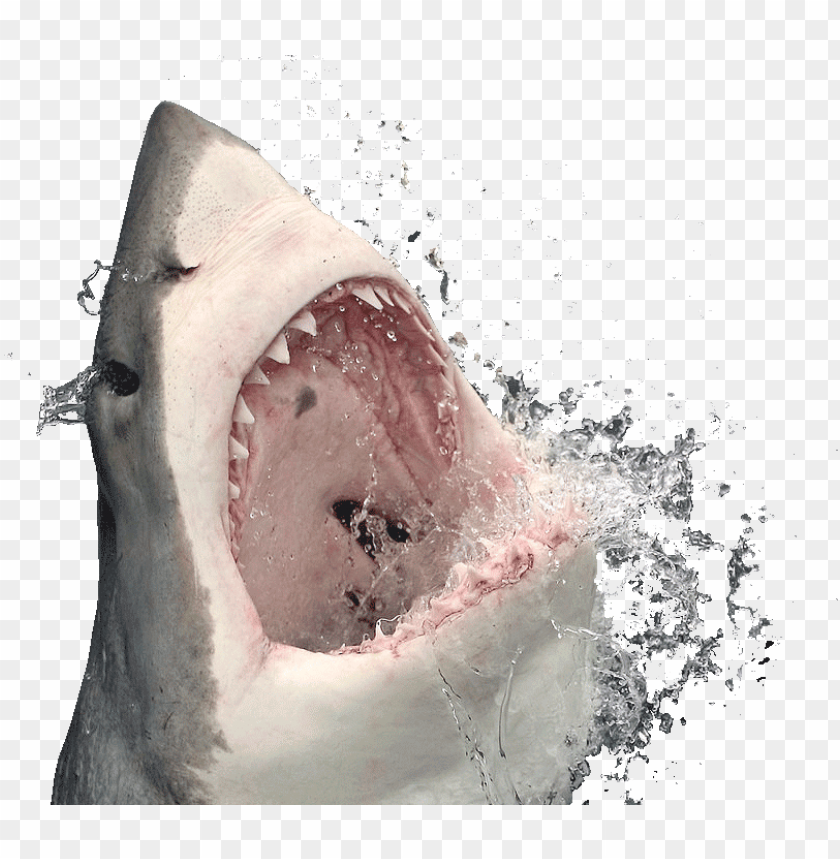 Shark Head Transparent Background Png Image With Transparent Background Toppng - shark head roblox