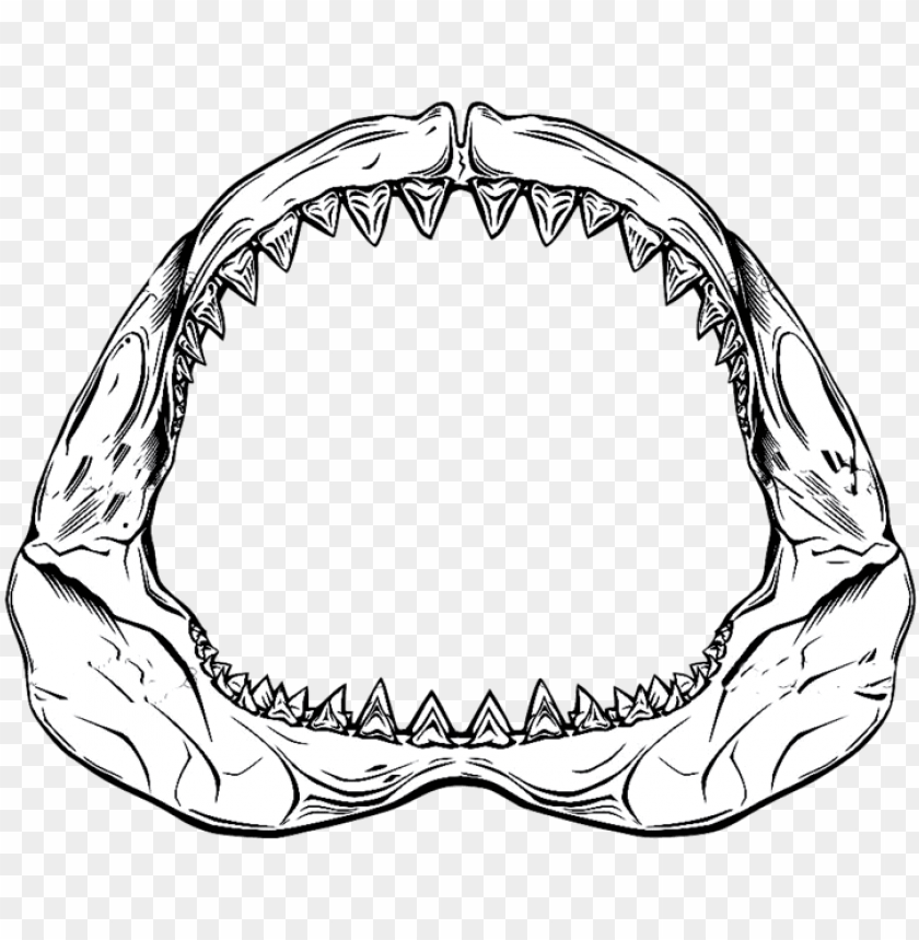 Shark Jaw Drawing At Getdrawings Shark Jaw Drawi Png Image With Transparent Background Toppng - roblox drawing at getdrawingscom free for personal use