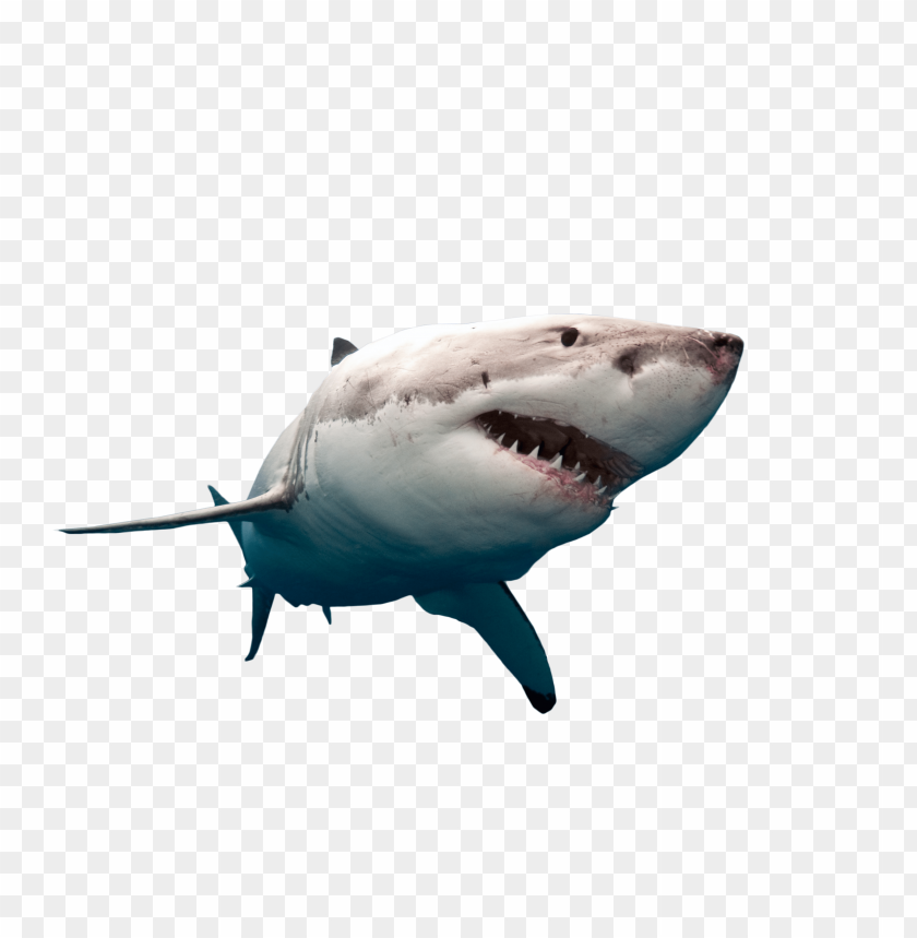 Free Free 82 Shark Swimming Svg SVG PNG EPS DXF File