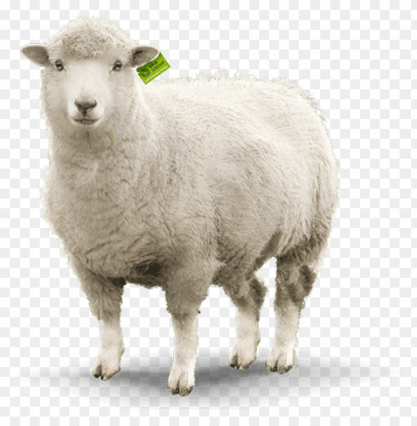 sheep png images PNG transparent with Clear Background ID 129925