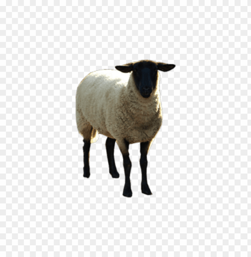 Sheep Png Images PNG Image With Transparent Background