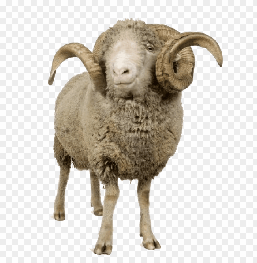 animals, sheep, sheep with horns, 