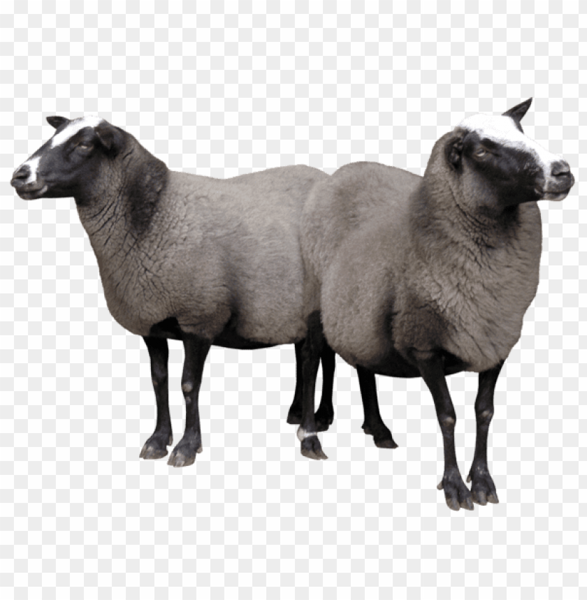 free PNG Download sheeps png images background PNG images transparent