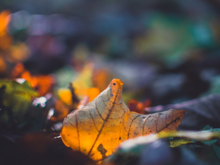 sheet, autumn, macro, fallen, blur