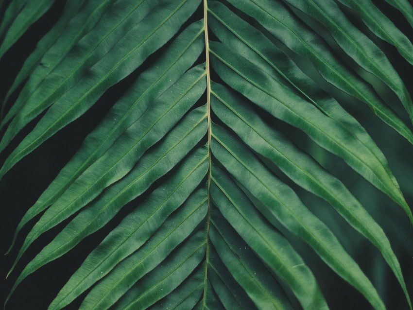 sheet, plant, green, carved, macro, blur