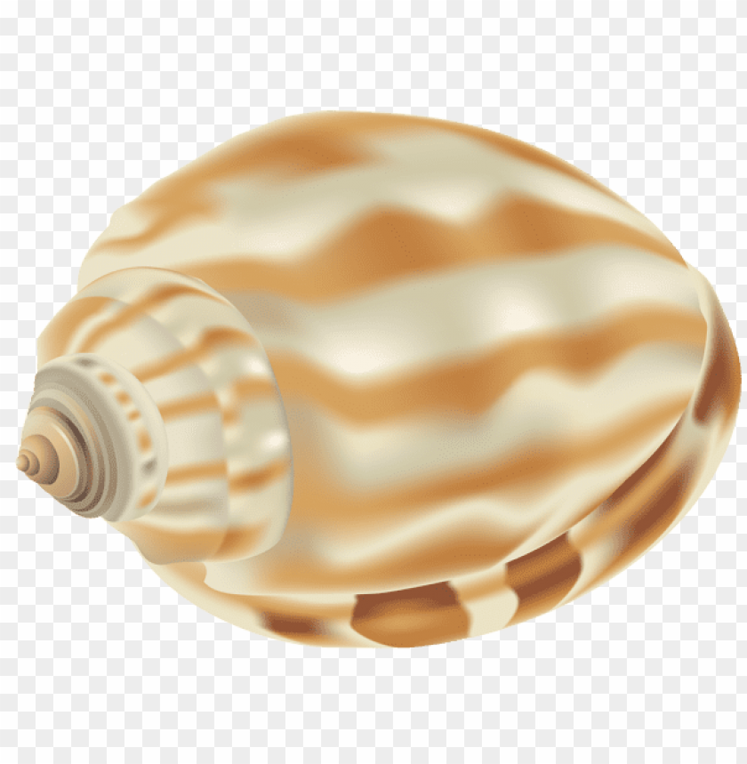 shell clipart png photo - 56424