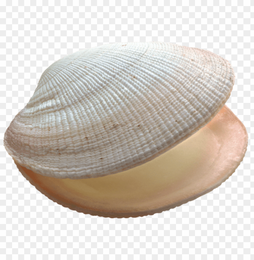 shell clipart png photo - 56466