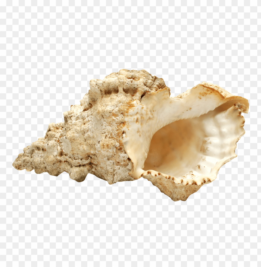 sea,conch, oyster, shell, conchoid, mussel,صدفة