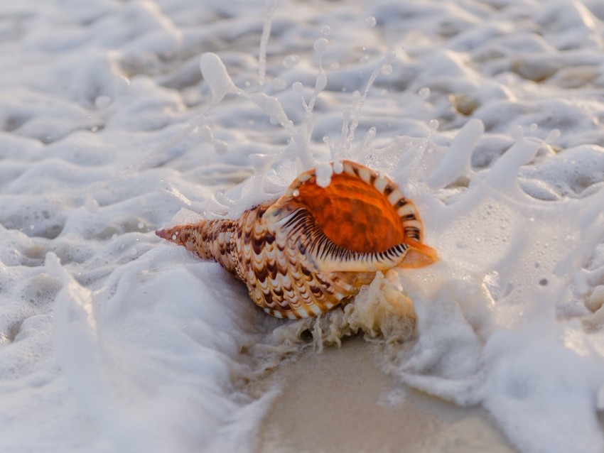 shell, surf, foam, sand