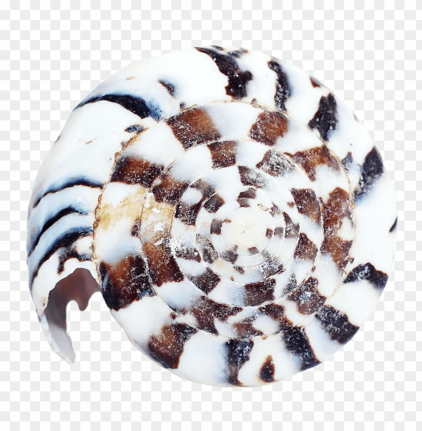 free PNG Download shellfish png images background PNG images transparent