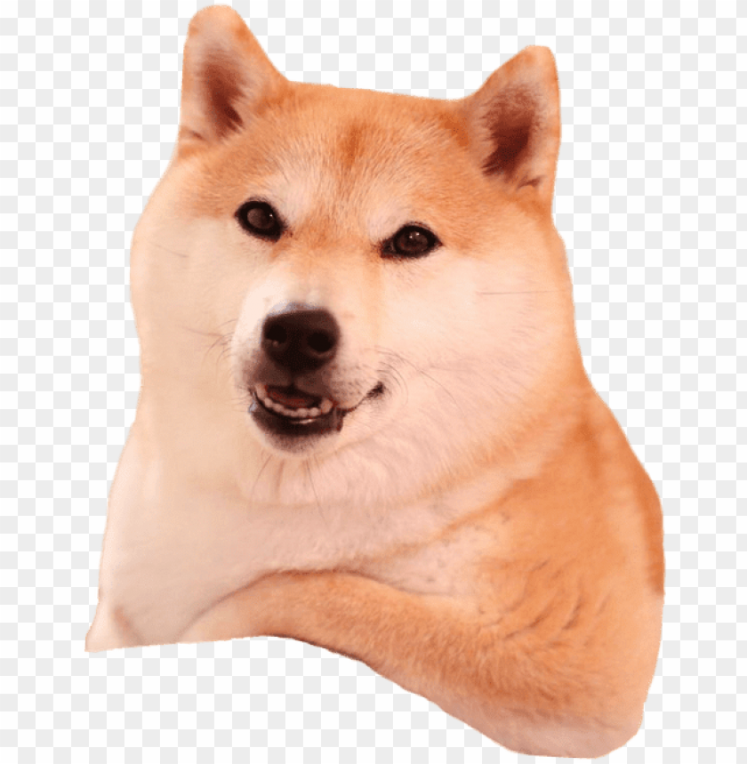shiba inu relaxing shiba inu PNG transparent with Clear Background ID 221679