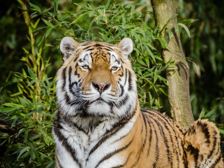 siberian tiger, tiger, big cat, lies, wildlife