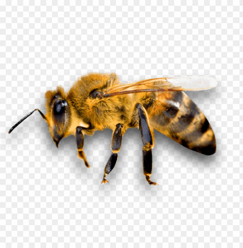 Пчела без фона. Пчела на белом фоне. Пчела на прозрачном фоне. Пчела вид сбоку.