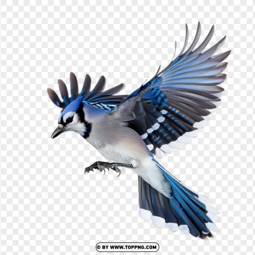 bird, blue jay, flying, wings