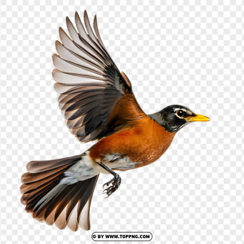 bird, robin, flying, wings