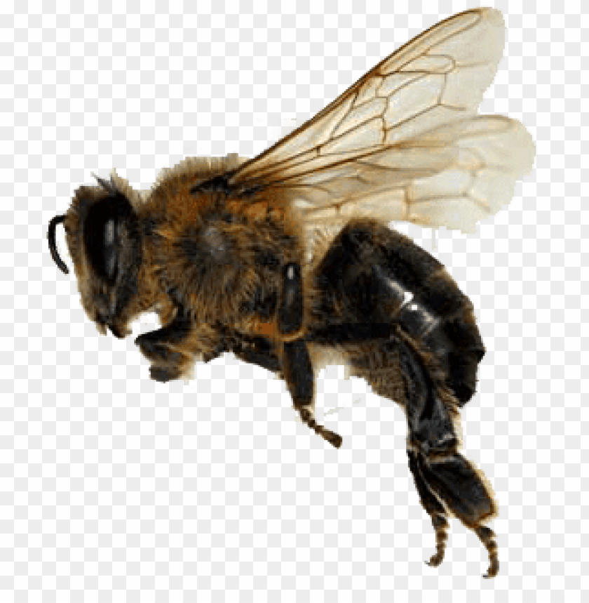 animals, insects, bees, sideview bee, 