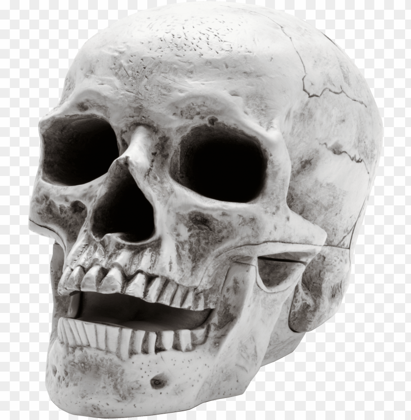 people, skulls and skeletons, sideview large skull, 