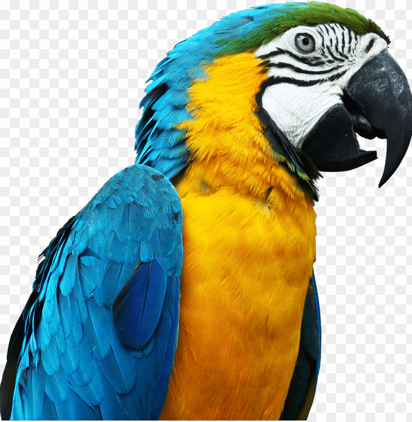 animals, birds, parrots, sideview parrot, 