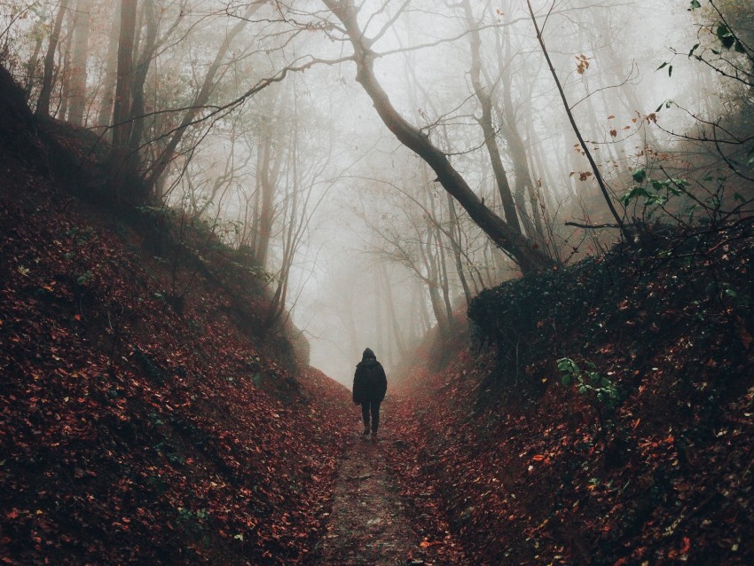 silhouette, fog, forest, loneliness, solitude, walk
