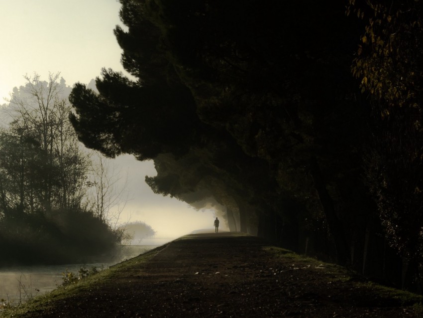 silhouette, fog, trees, loneliness, darkness, dark