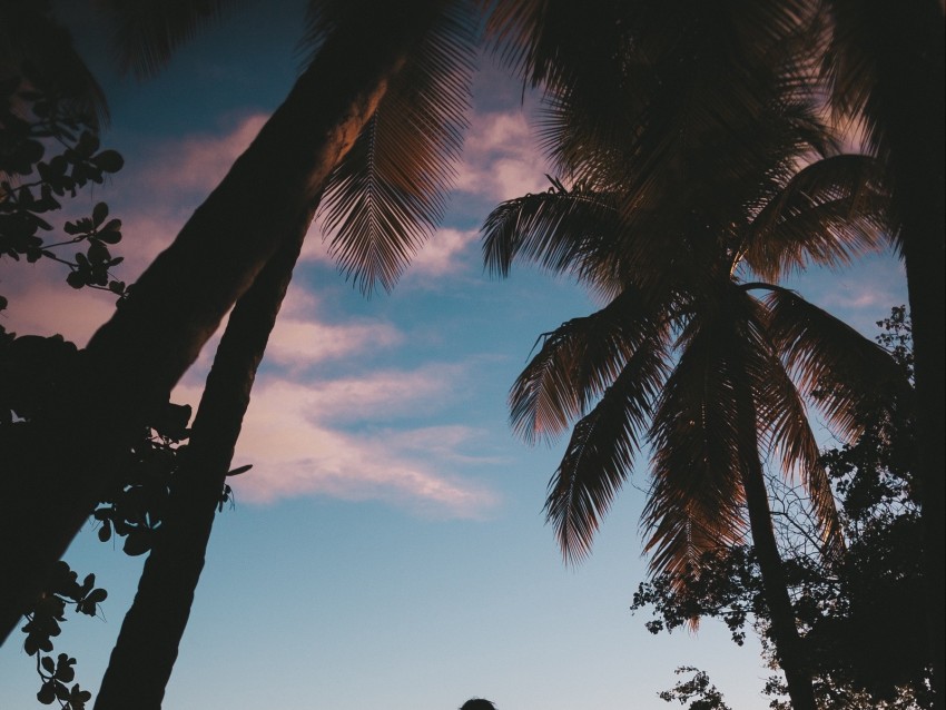 silhouette, palm trees, sunset, dusk, tropics, sea