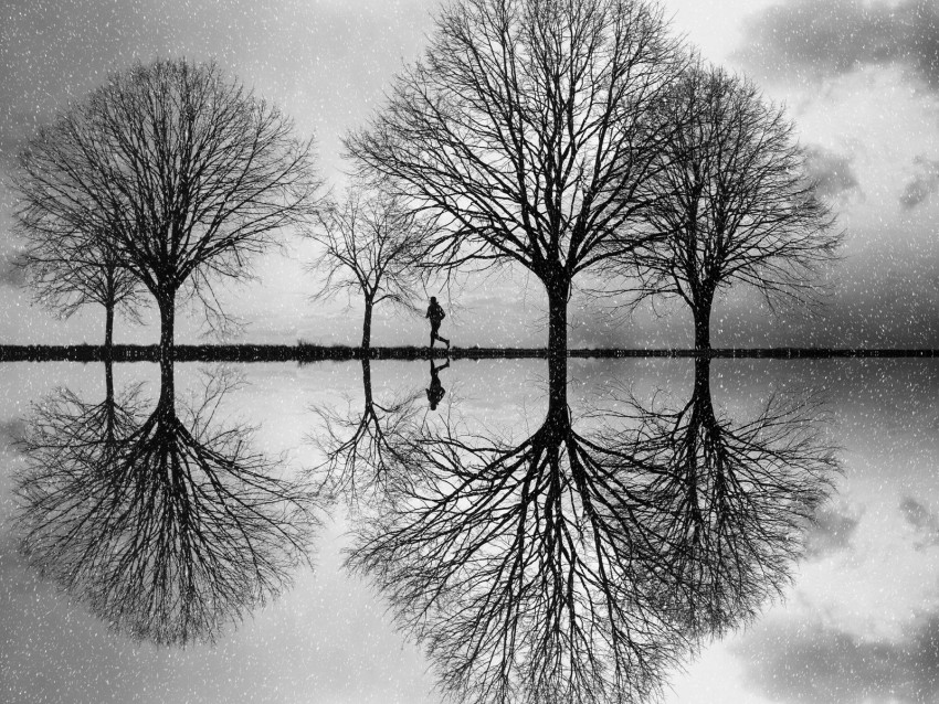 silhouette, trees, bw, reflection, water