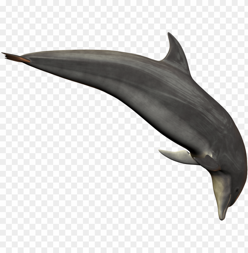 
dolphin
, 
delphinus
, 
silver dolphin
, 
atlantic dolphin
