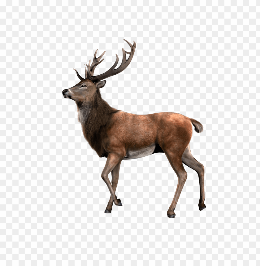 animals, deer, single deer, 