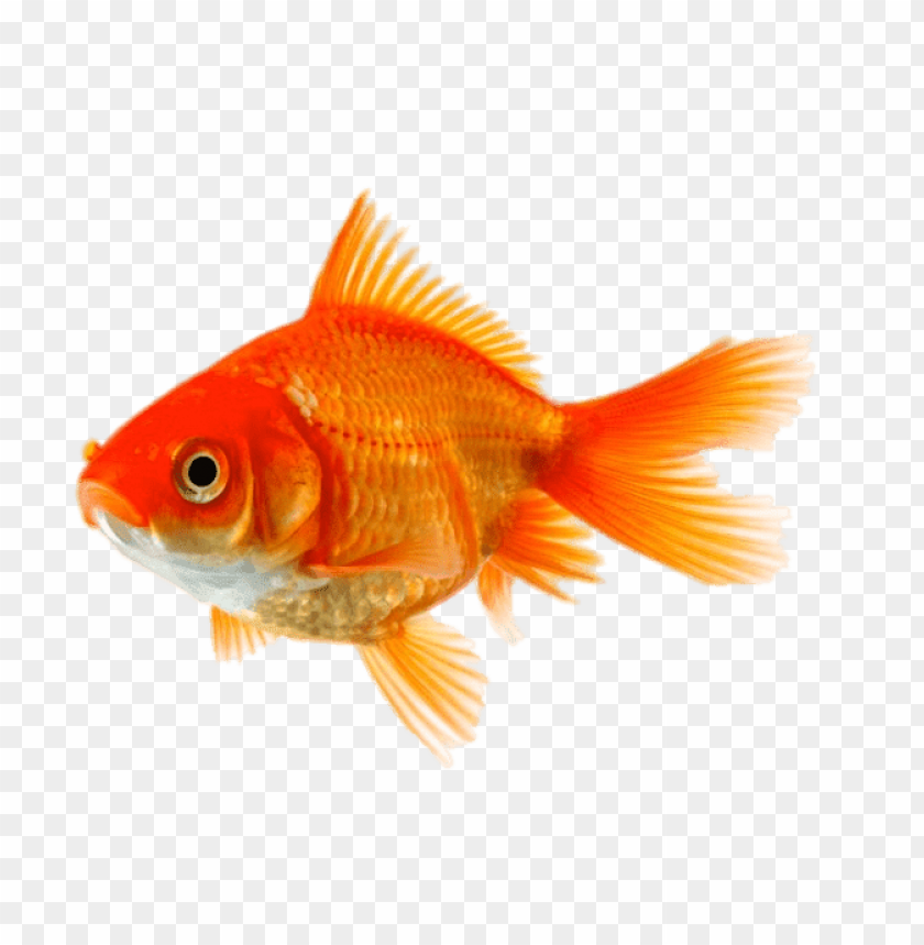 animals, goldfish, single goldfish, 