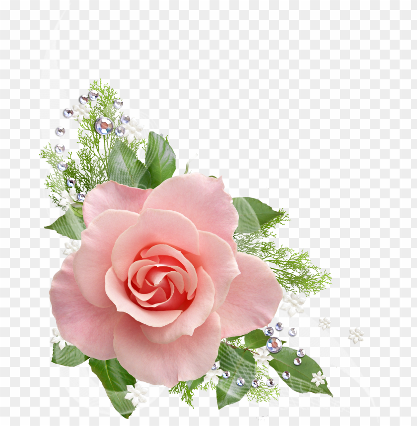 isolated, frame, illustration, poster, rose, square, flower