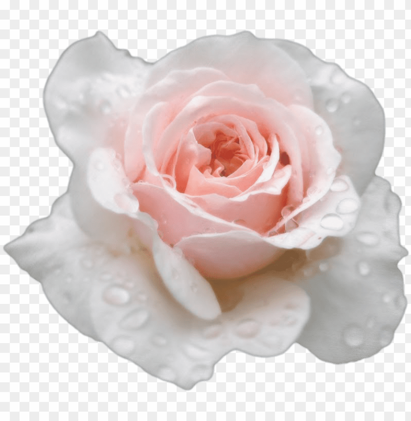 isolated, facebook, rose, twitter, design, internet, roses bouquet