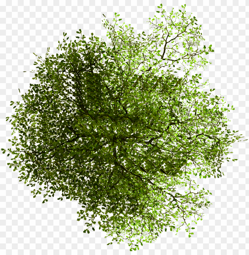 site architecture transprent free tree plan png photosho PNG transparent with Clear Background ID 162524