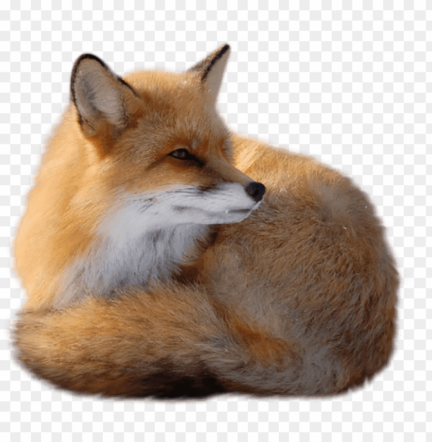 animals, foxes, sitting fox, 