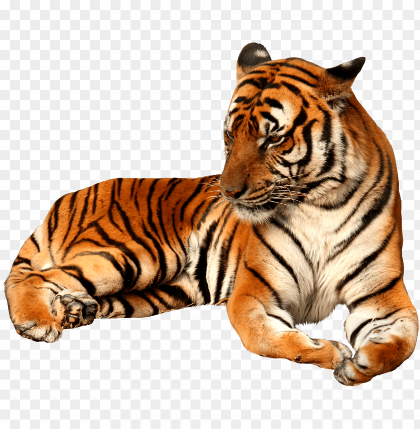 Free Free Free Bengal Tiger Svg