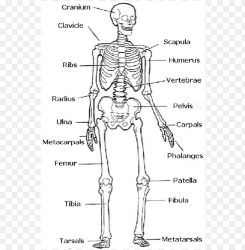 skeletal system - easy human skeleton labeled PNG image with transparent  background | TOPpng