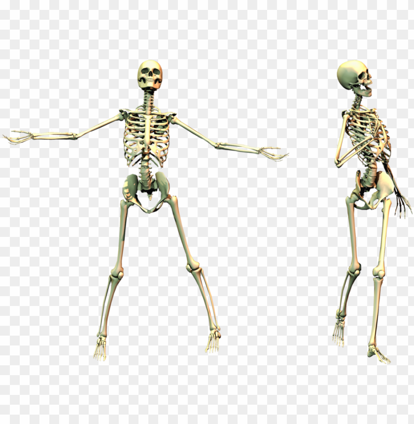 skeleton, dead, death, bones, bone, anatomy, skull
