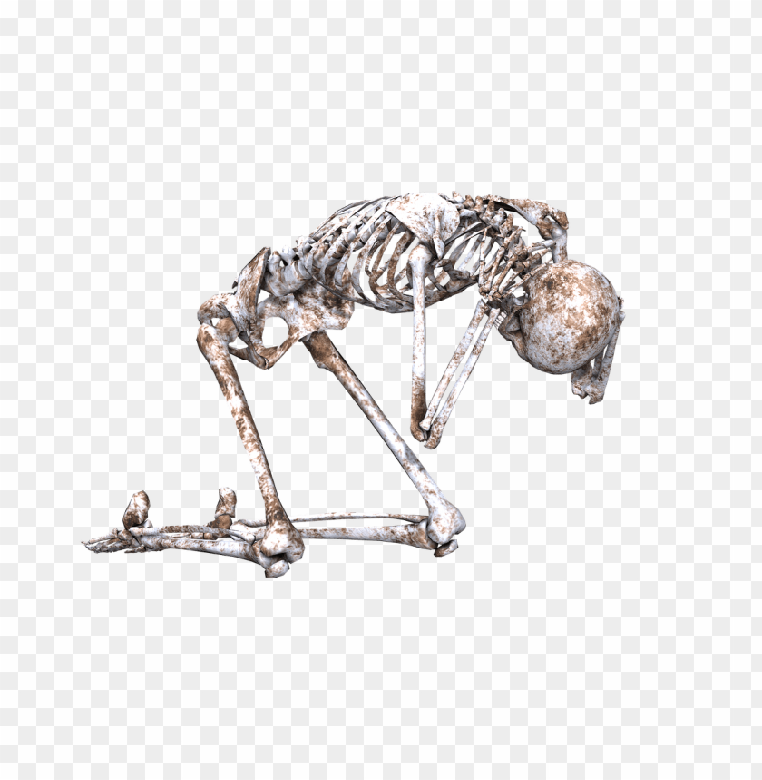 people, skulls and skeletons, skeleton on its knees, 