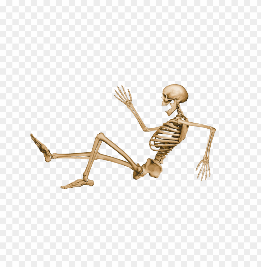 people, skulls and skeletons, skeleton sitting, 