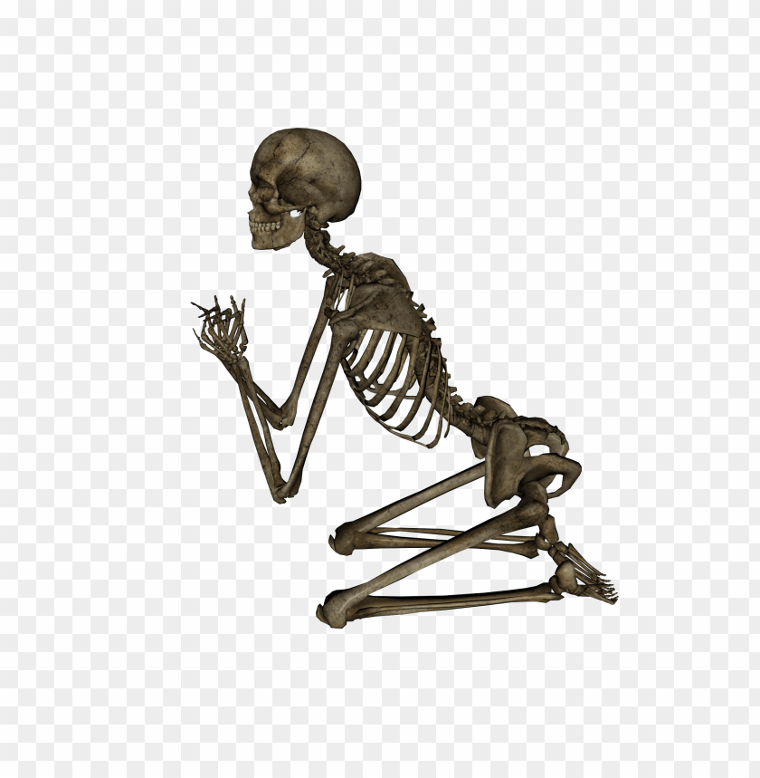 
skeleton
, 
structure
, 
exoskeleton
, 
skeletons
, 
skulls
