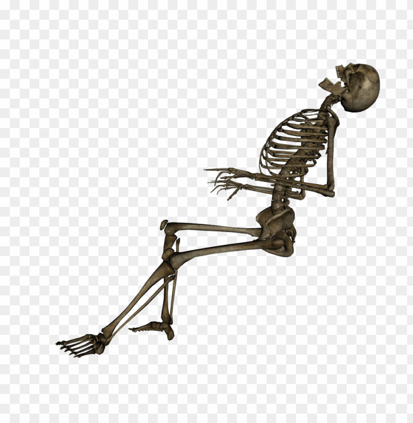 
skeleton
, 
structure
, 
exoskeleton
, 
skeletons
, 
skulls
