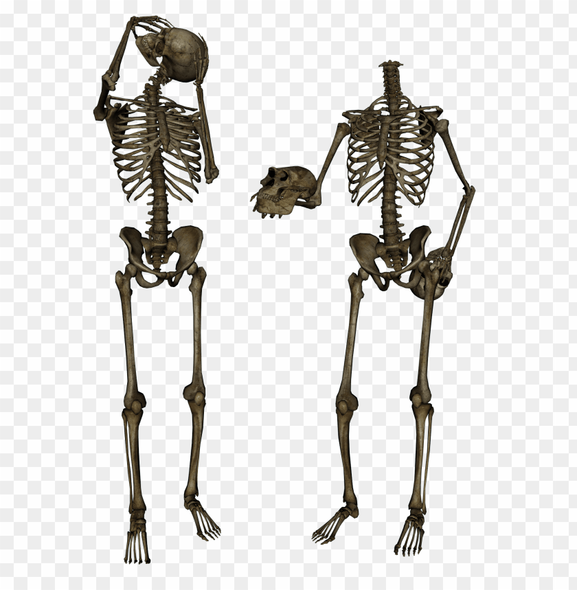 
skeleton
, 
structure
, 
exoskeleton
, 
skeletons
, 
skulls
, 
clipart
