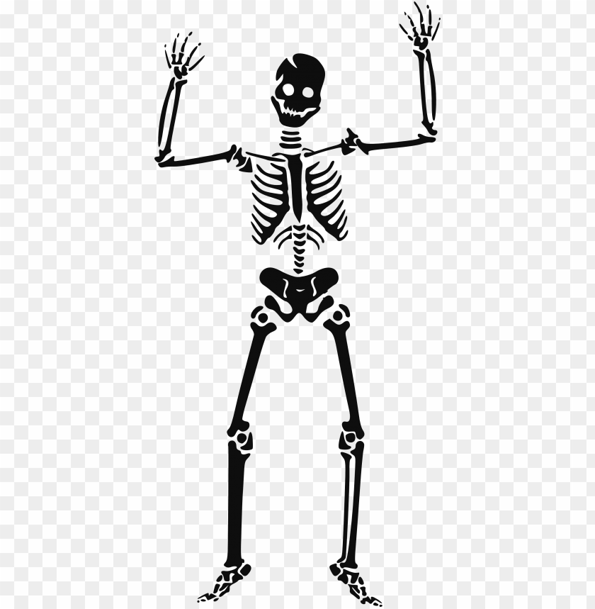 
skeleton
, 
structure
, 
exoskeleton
, 
skeletons
, 
skulls
, 
clipart

