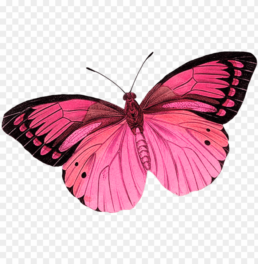 light pink butterfly clipart