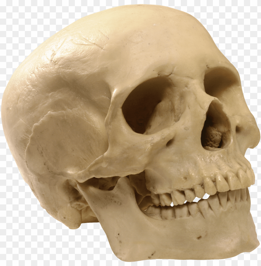 
skull
, 
human skull
, 
skeleton skull
, 
brain holder
