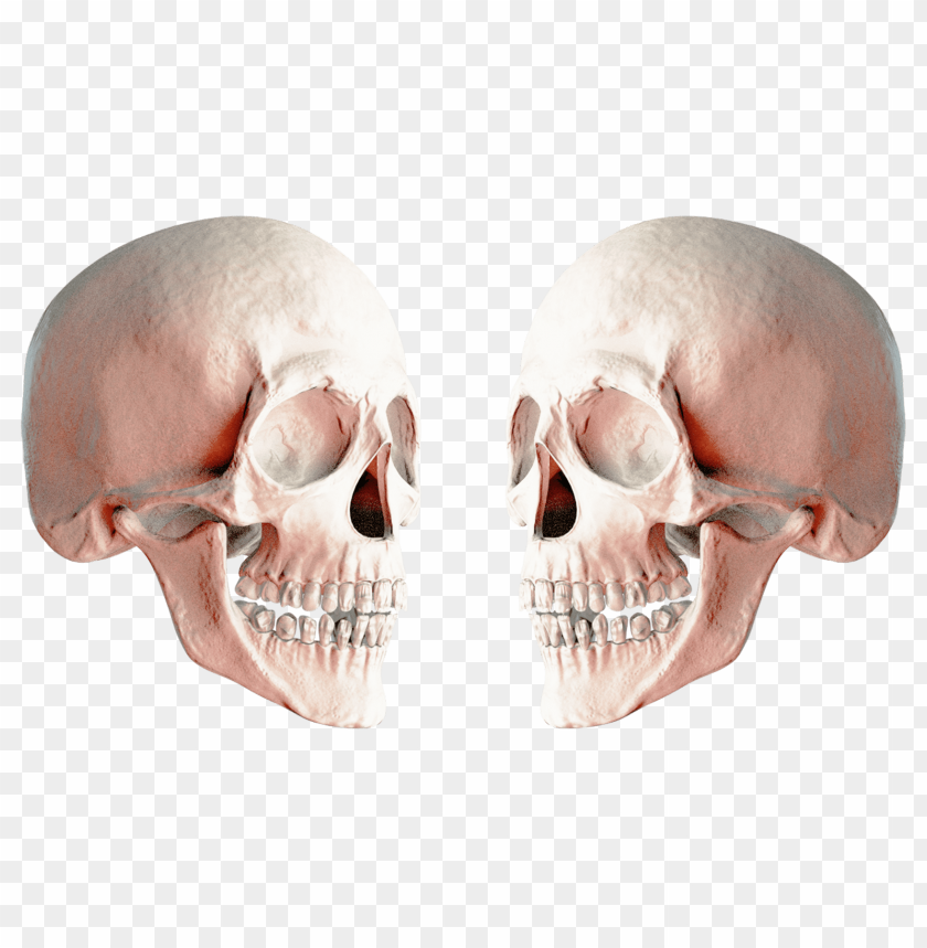 
skull
, 
human skull
, 
skeleton skull
, 
brain holder
