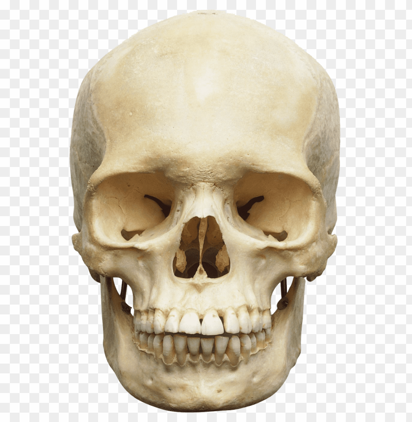 
skull
, 
vertebrates
, 
face
, 
human skull
, 
skeleton
, 
head
