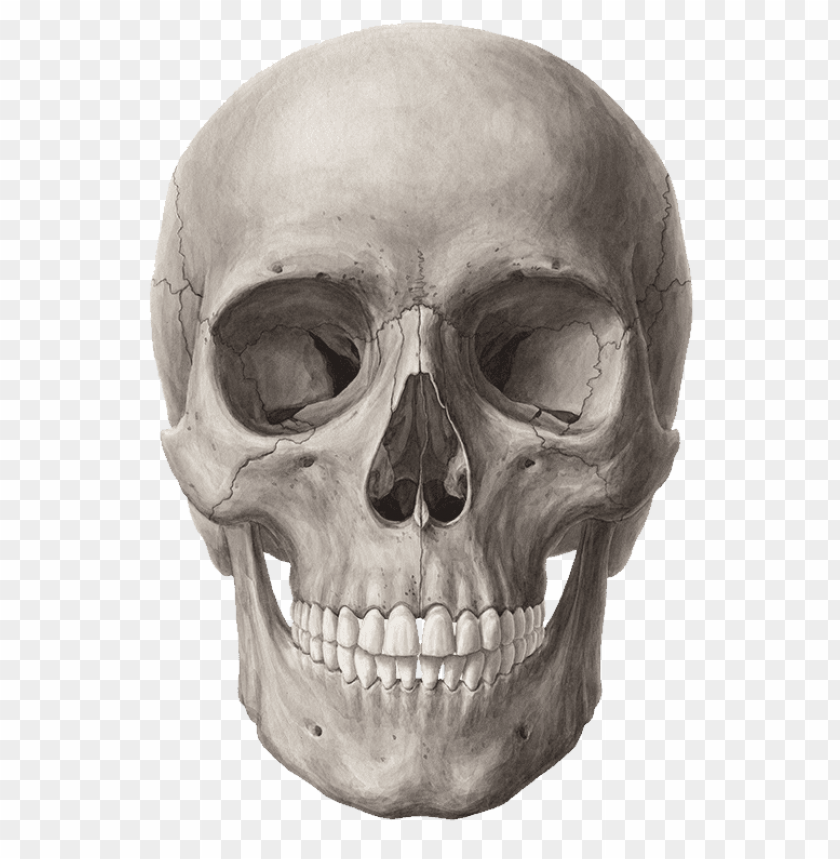 
skull
, 
vertebrates
, 
face
, 
human skull
, 
skeleton
, 
head
