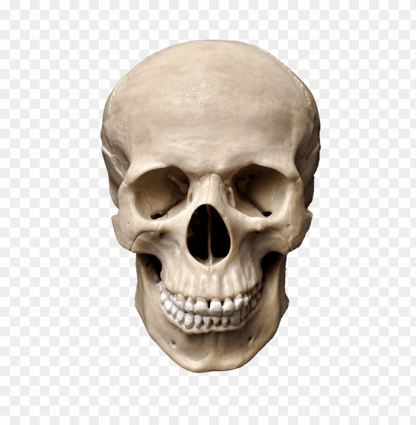 
skull
, 
vertebrates
, 
face
, 
human skull
