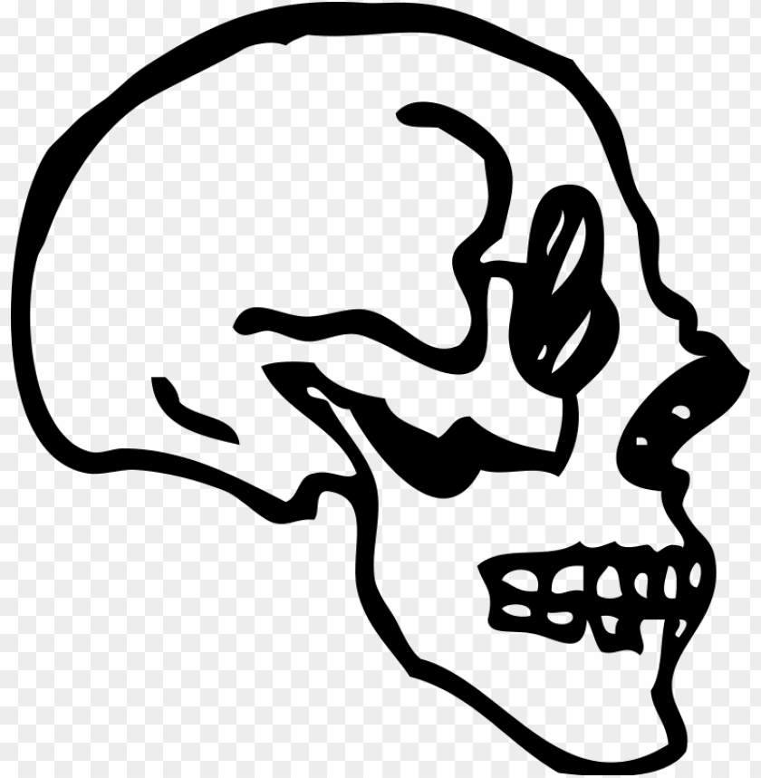 skull bone drawing human skeleton - skull profile transparent PNG image with transparent background@toppng.com