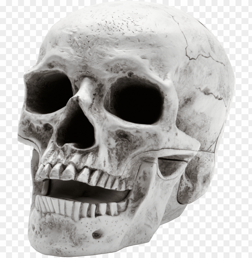 people, skulls and skeletons, skull open mouth, 